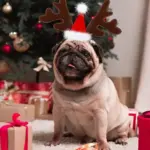 Weihnachtlicher Rentier-Haarreif für Haustiere – Festlicher Kopfschmuck für Hunde – Bild 5