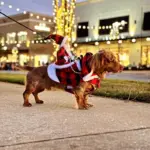 Weihnachtskostüm für Haustiere – Lustiges Nikolaus-Outfit für Hund und Katze – Bild 5