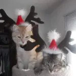 Weihnachtlicher Rentier-Haarreif für Haustiere – Festlicher Kopfschmuck für Hunde