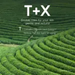 Grüntee Gesichts­pflege-Set – 5-teiliges Feuchtigkeits- & Beruhigungs­pflege-Kit für strahlende Haut – Bild 5