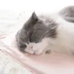 Wasserdichte Heizmatte für Haustiere – Kuschelig warme Schlafunterlage für Hunde & Katzen – Bild 3